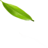 leaf 1 6